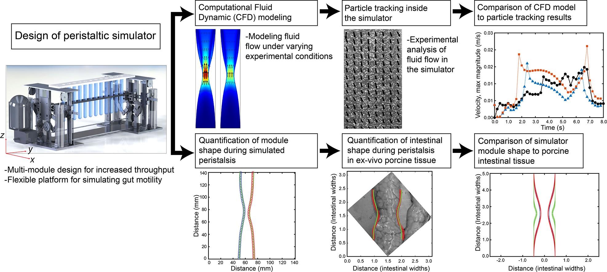 Peristaltic Simulator