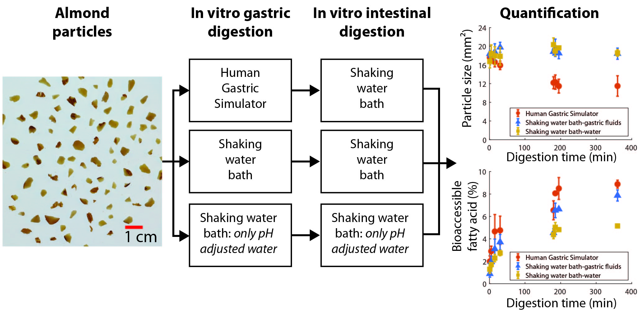 Almond digestion
