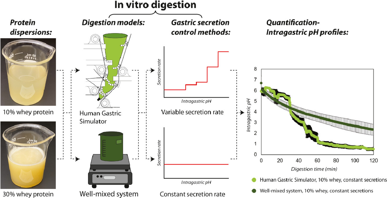 Gastric secretion rate